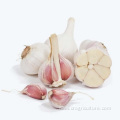 Fresh Chinese 6p Pure White Garlic